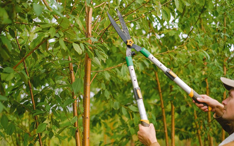 Tree trimming in Wallingford, IA