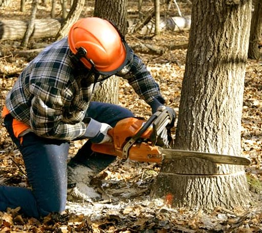 Tree Removal in Wallingford, IA